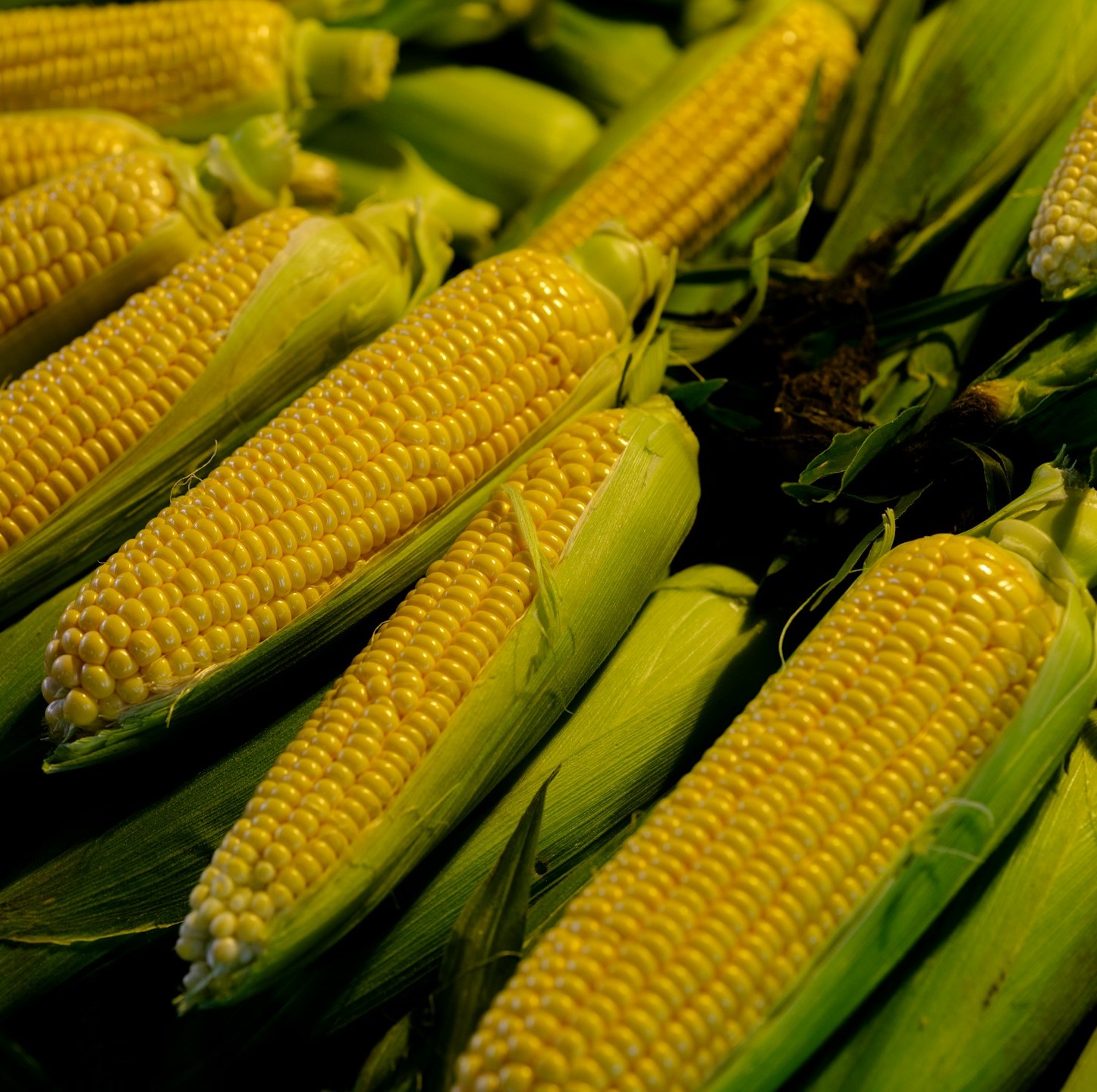 Sweet corn.jpg